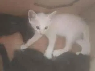 Gato raça SRD-ViraLata idade 2 a 6 meses nome não tem nome