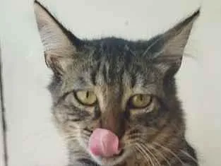 Gato raça SRD-ViraLata idade 2 a 6 meses nome Lua