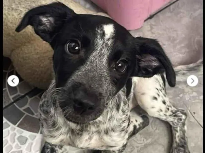 Cachorro raça SRD-ViraLata idade 2 a 6 meses nome Bela