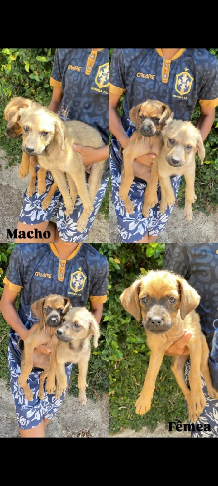 Cachorro raça SRD-ViraLata idade 2 a 6 meses nome um macho e uma fêmea adoção conjunta