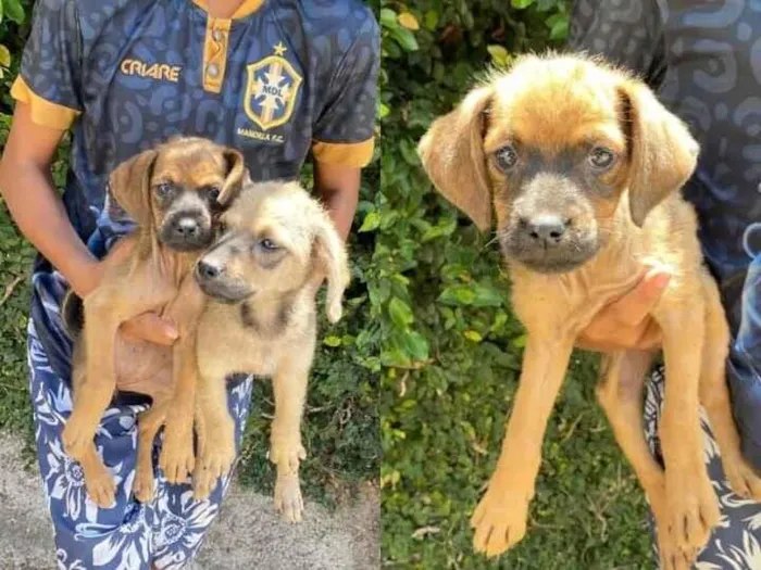 Cachorro raça SRD-ViraLata idade 2 a 6 meses nome um macho e uma fêmea adoção conjunta