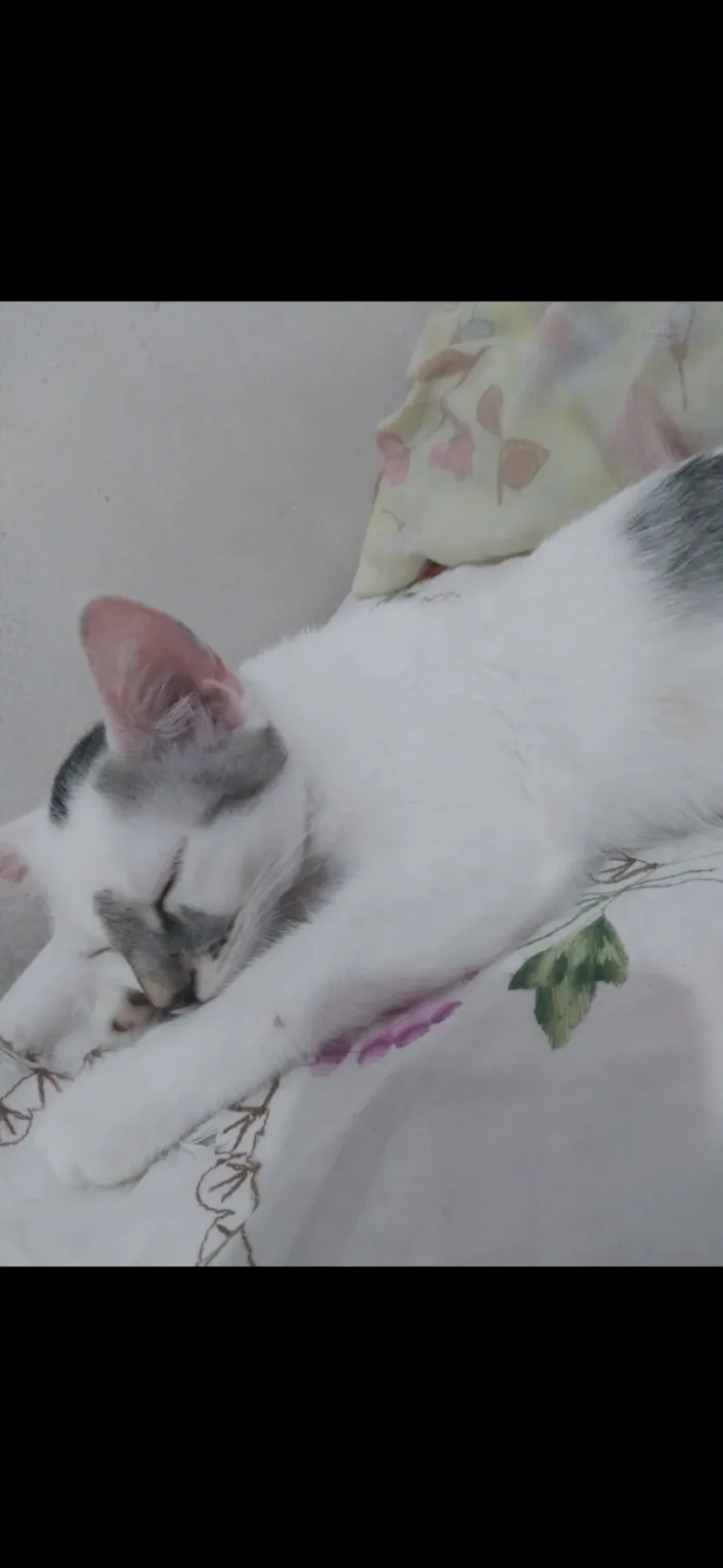 Gato raça SRD-ViraLata idade 7 a 11 meses nome Kiara e Nina