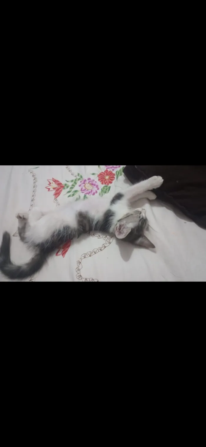 Gato raça SRD-ViraLata idade 7 a 11 meses nome Kiara e Nina