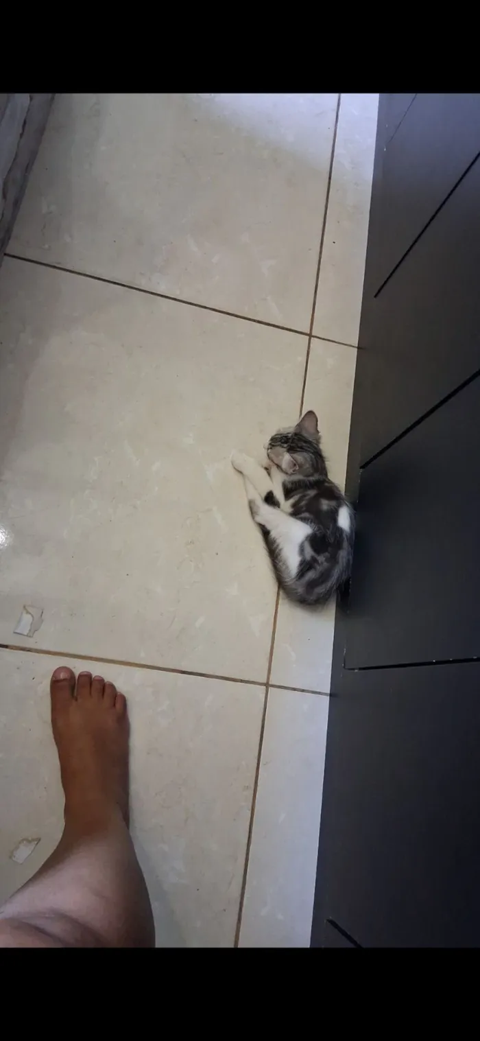 Gato raça SRD-ViraLata idade 7 a 11 meses nome Kiara e Nina