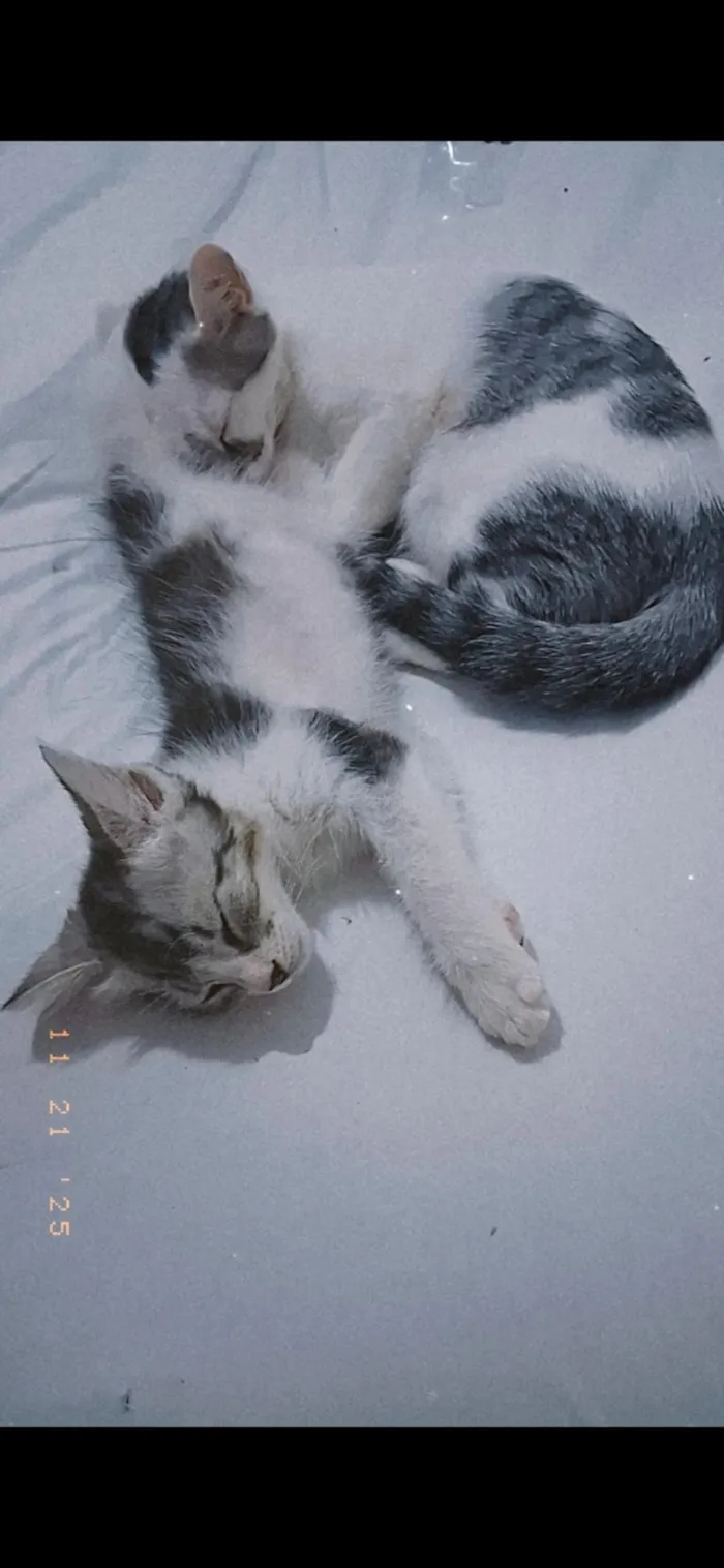 Gato raça SRD-ViraLata idade 7 a 11 meses nome Kiara e Nina