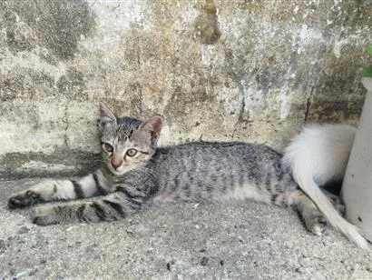 Gato raça SRD-ViraLata idade 2 a 6 meses nome Amora