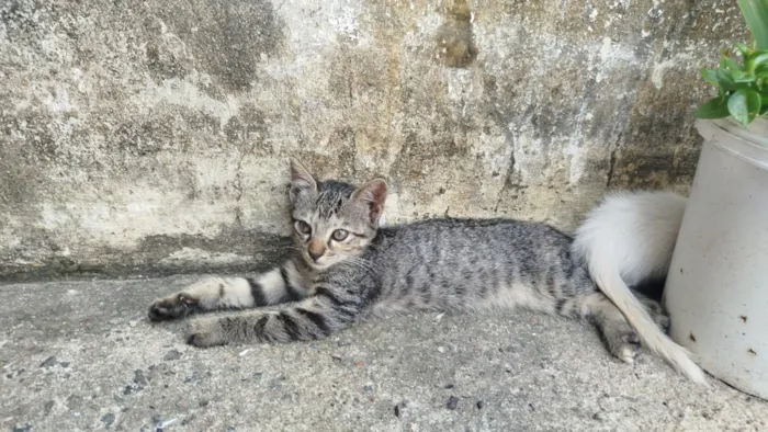 Gato raça SRD-ViraLata idade 2 a 6 meses nome Amora