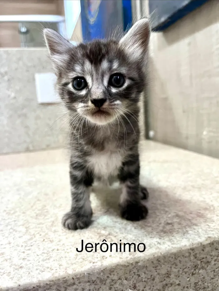 Gato raça SRD-ViraLata idade Abaixo de 2 meses nome Jerônimo 