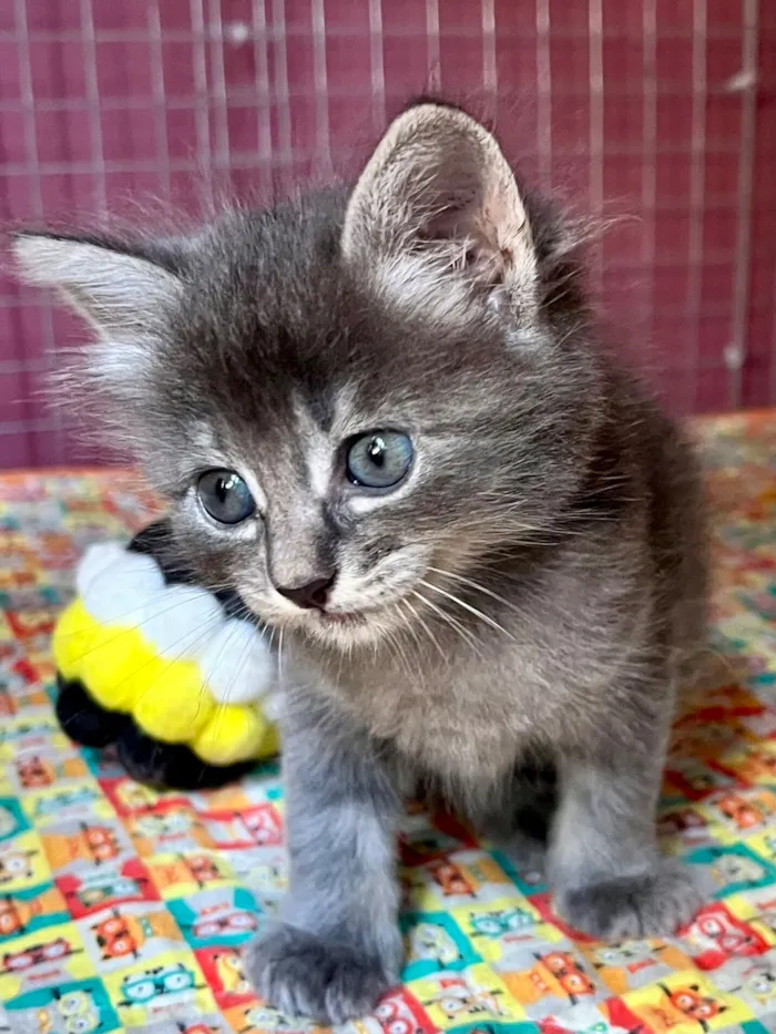 Gato raça SRD-ViraLata idade Abaixo de 2 meses nome Jerônimo 