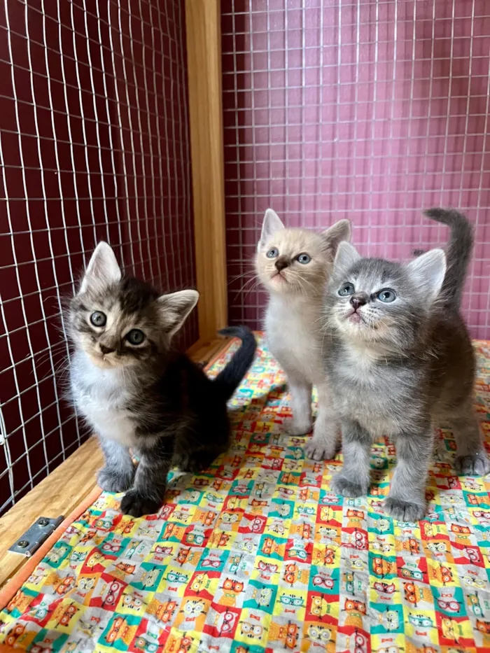 Gato raça SRD-ViraLata idade Abaixo de 2 meses nome Jerônimo 