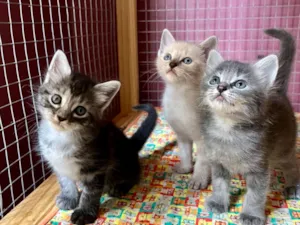 Gato raça SRD-ViraLata idade Abaixo de 2 meses nome Jerônimo 