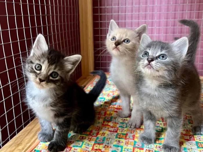 Gato raça SRD-ViraLata idade Abaixo de 2 meses nome Jerônimo 