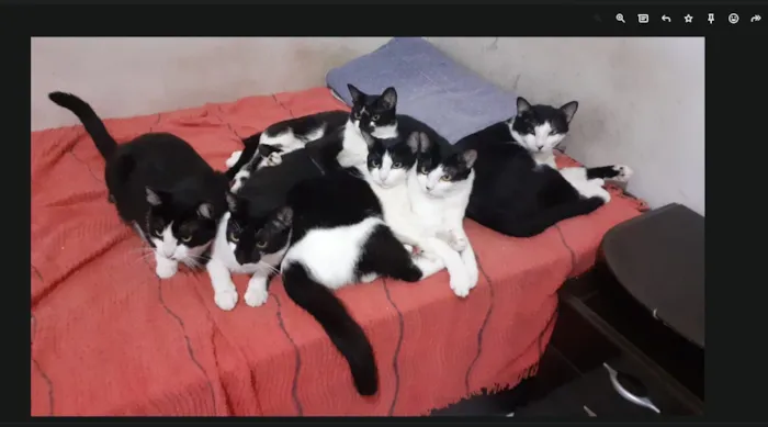 Gato raça SRD-ViraLata idade 6 ou mais anos nome Gatinhos