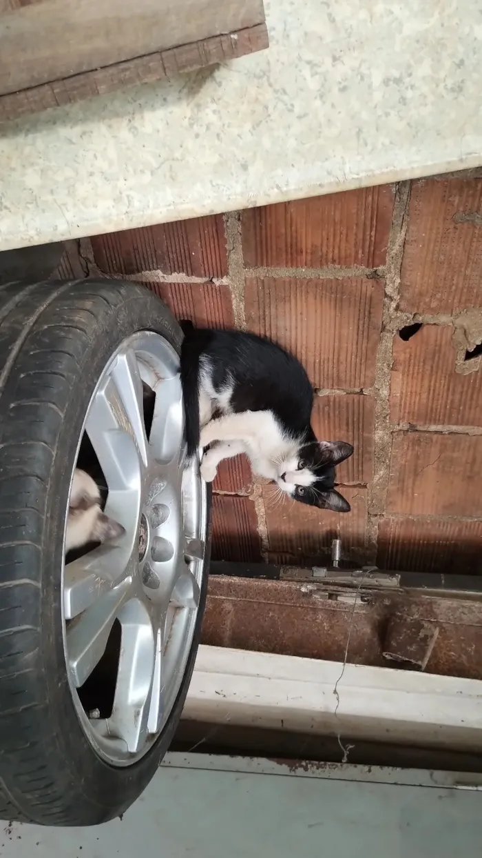 Gato raça SRD-ViraLata idade 2 a 6 meses nome manára arruda de Souza Apurinã 