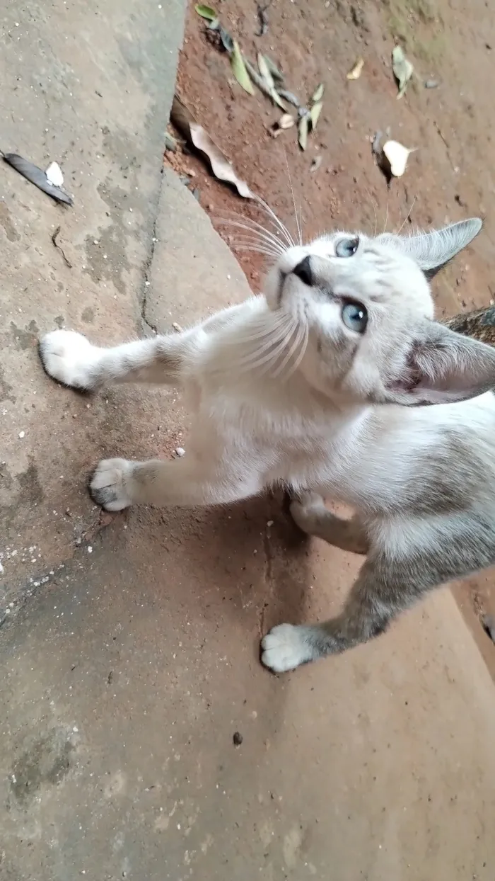 Gato raça SRD-ViraLata idade 2 a 6 meses nome manára arruda de Souza Apurinã 