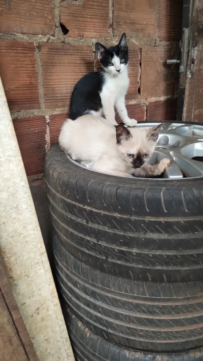 Gato raça SRD-ViraLata idade 2 a 6 meses nome manára arruda de Souza Apurinã 