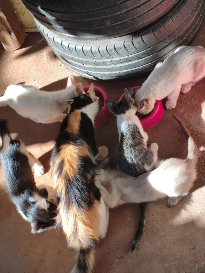 Gato raça SRD-ViraLata idade 2 a 6 meses nome manára arruda de Souza Apurinã 