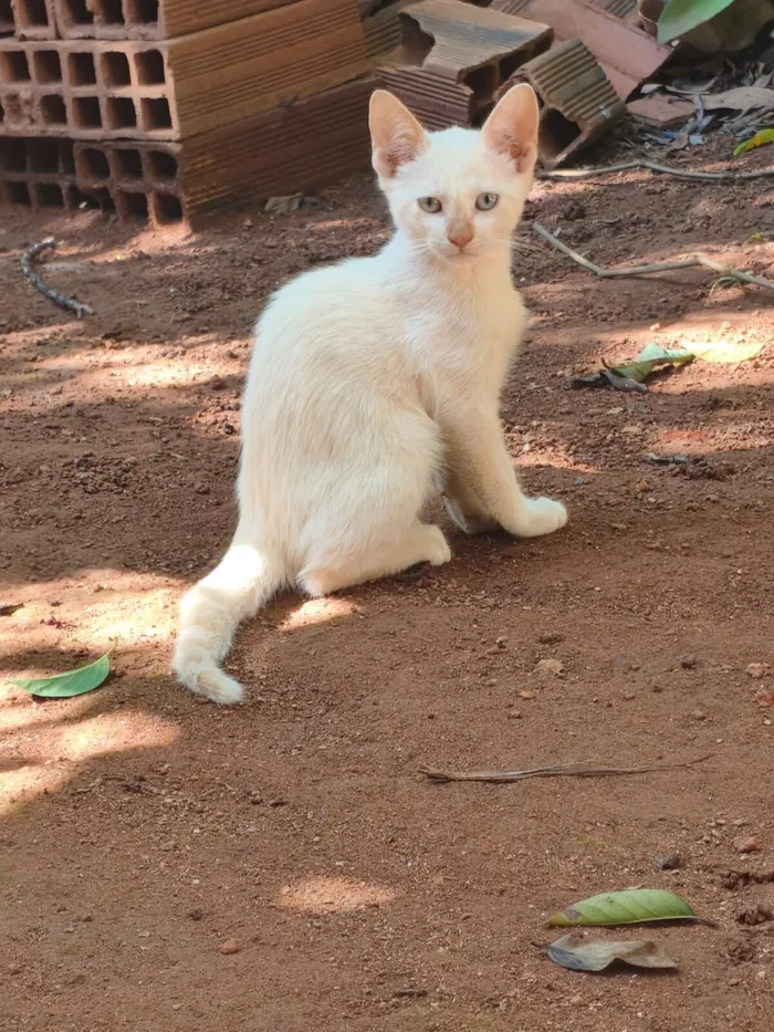 Gato raça SRD-ViraLata idade 2 a 6 meses nome manára arruda de Souza Apurinã 