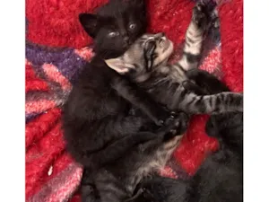 Gato raça SRD-ViraLata idade Abaixo de 2 meses nome Não tem nome 