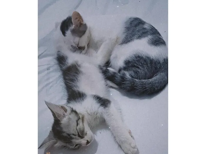 Gato raça SRD-ViraLata idade 7 a 11 meses nome Kiara e Nina