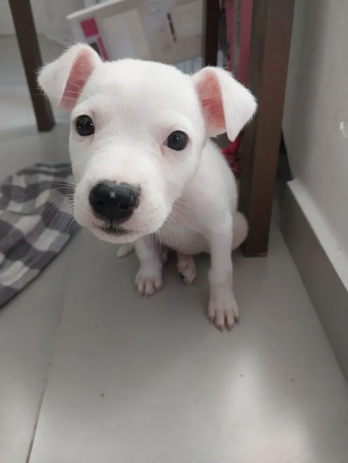 Cachorro raça SRD-ViraLata idade Abaixo de 2 meses nome kimberly