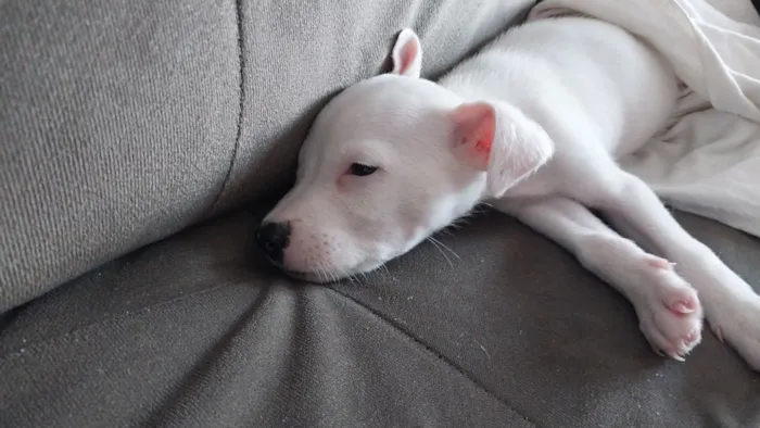 Cachorro raça SRD-ViraLata idade Abaixo de 2 meses nome kimberly