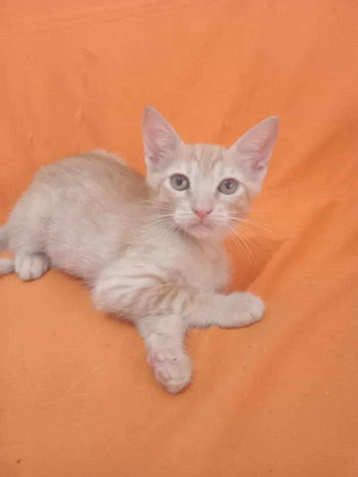 Gato raça SRD-ViraLata idade 2 a 6 meses nome Gatinho Amarelo