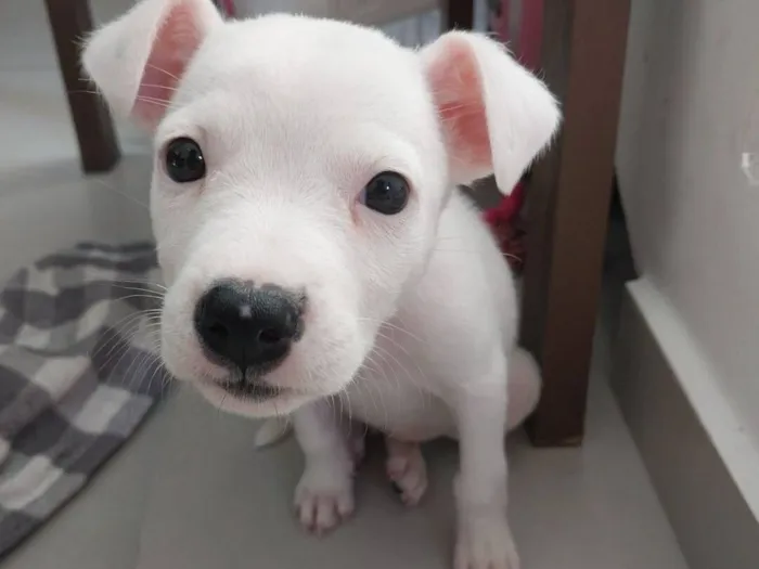 Cachorro raça SRD-ViraLata idade Abaixo de 2 meses nome kimberly