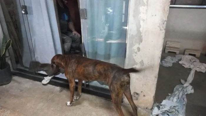 Cachorro raça SRD-ViraLata idade 3 anos nome spike