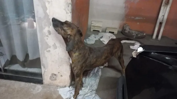 Cachorro raça SRD-ViraLata idade 3 anos nome spike