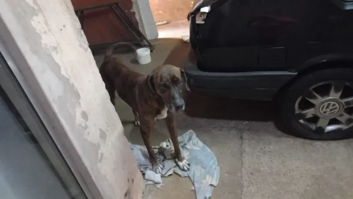 Cachorro raça SRD-ViraLata idade 3 anos nome spike
