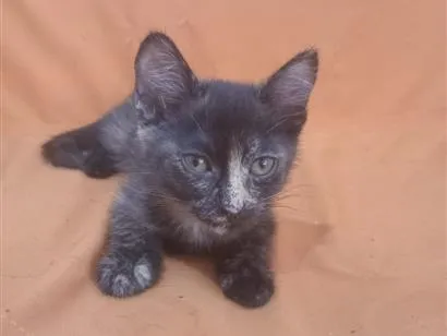 Gato raça SRD-ViraLata idade 2 a 6 meses nome Pitú