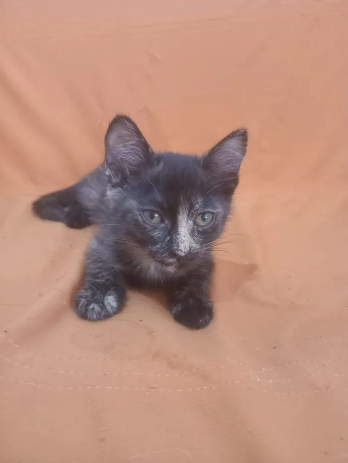 Gato raça SRD-ViraLata idade 2 a 6 meses nome Pitú