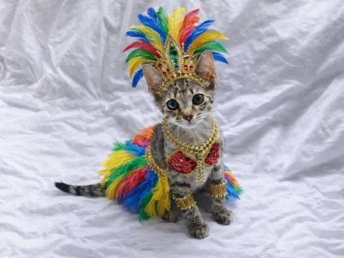 Gato raça SRD-ViraLata idade 2 a 6 meses nome Bernadete