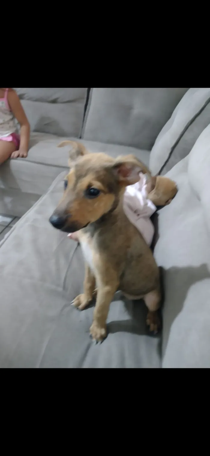 Cachorro raça SRD-ViraLata idade 2 a 6 meses nome inhoque