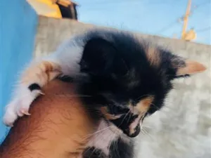 Gato raça SRD-ViraLata idade Abaixo de 2 meses nome pretinho