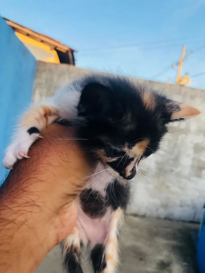Gato raça SRD-ViraLata idade Abaixo de 2 meses nome pretinho