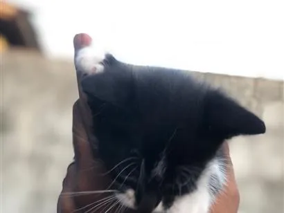 Gato raça SRD-ViraLata idade Abaixo de 2 meses nome pretinho