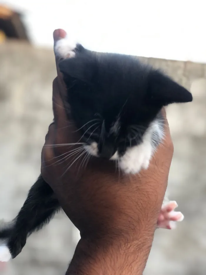 Gato raça SRD-ViraLata idade Abaixo de 2 meses nome pretinho