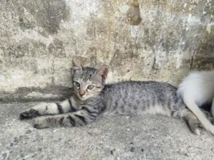 Gato raça SRD-ViraLata idade 2 a 6 meses nome Amora