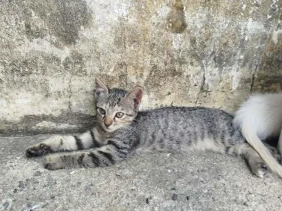 Gato raça SRD-ViraLata idade 2 a 6 meses nome Amora