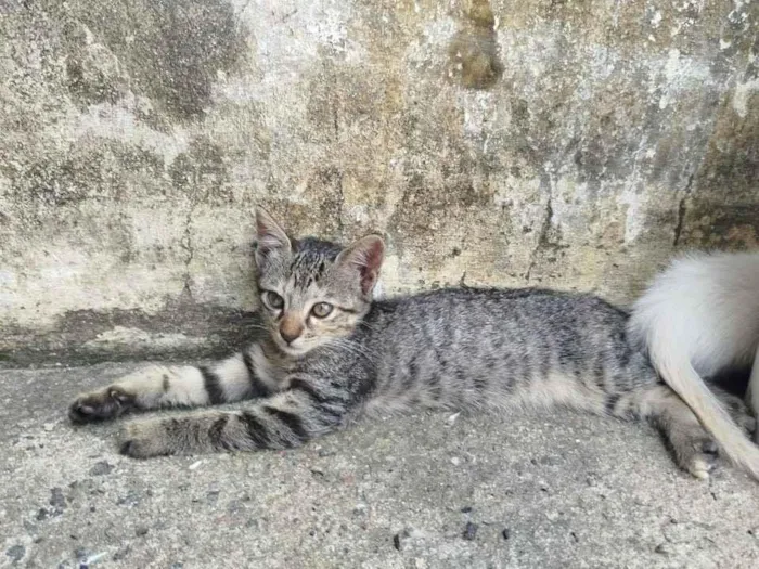 Gato raça SRD-ViraLata idade 2 a 6 meses nome Amora