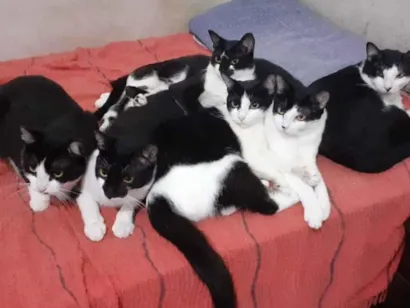 Gato raça SRD-ViraLata idade 6 ou mais anos nome Gatinhos