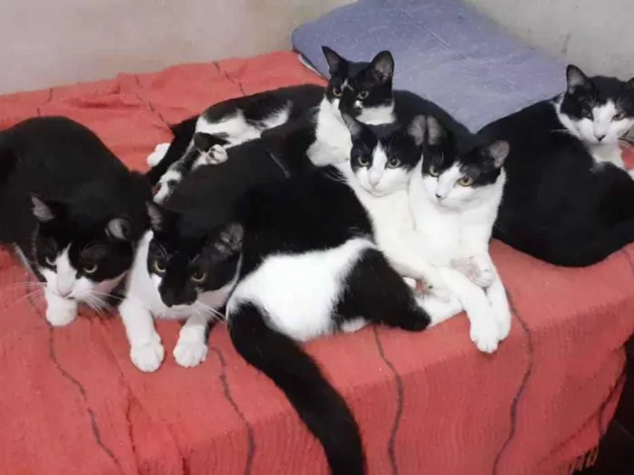 Gato raça SRD-ViraLata idade 6 ou mais anos nome Gatinhos