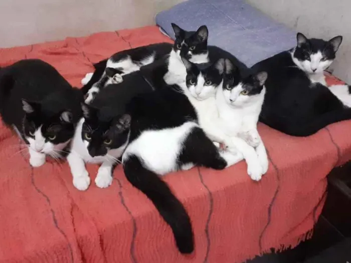 Gato raça SRD-ViraLata idade 6 ou mais anos nome Gatinhos