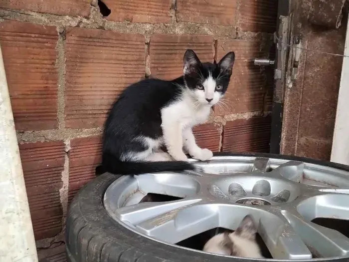 Gato raça SRD-ViraLata idade 2 a 6 meses nome manára arruda de Souza Apurinã 