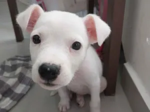 Cachorro raça SRD-ViraLata idade Abaixo de 2 meses nome kimberly