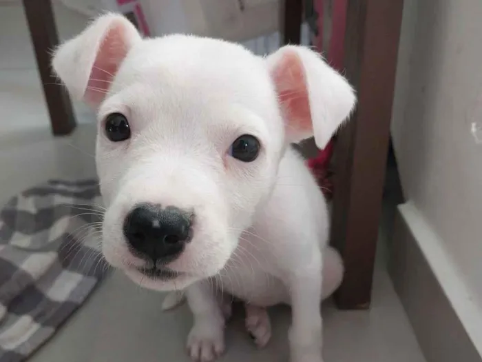 Cachorro raça SRD-ViraLata idade Abaixo de 2 meses nome kimberly