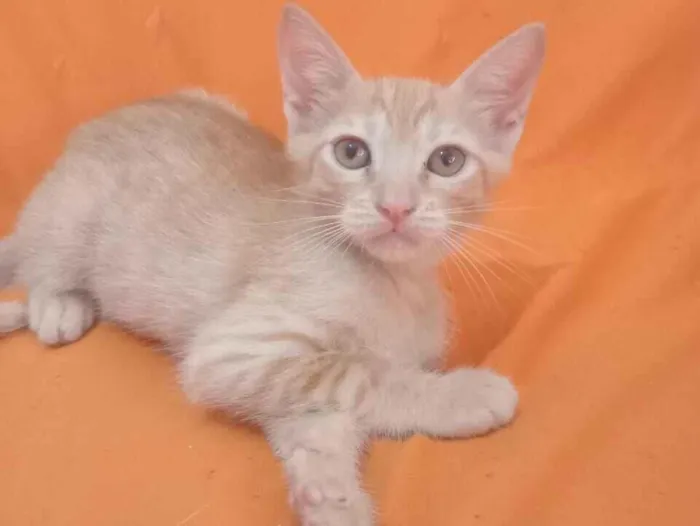 Gato raça SRD-ViraLata idade 2 a 6 meses nome Gatinho Amarelo