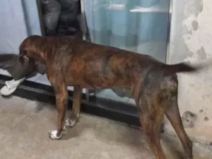 Cachorro raça SRD-ViraLata idade 3 anos nome spike